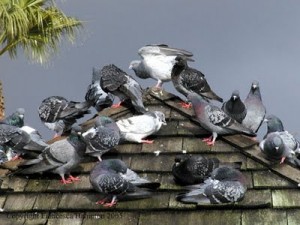 Bird Control Pigeons