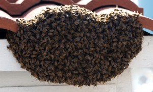 bees in gilbert