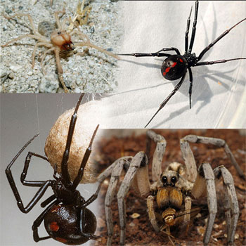 Mesa Pest Control | Legacy Pest Control Spiders in Arizona - Mesa Pest ...